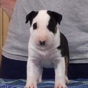 Meet your Posher, Gracie